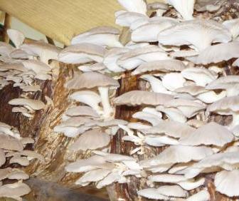 Indian Oyster Mushroom Spawn (Pleurotus sajor-caju)